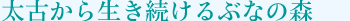 太古から生き続けるぶなの森