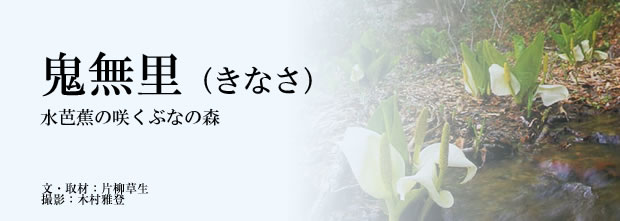S@mԂ̍炭ԂȂ̐X